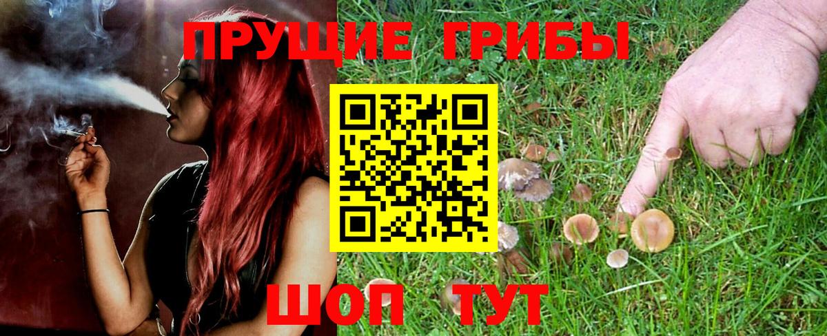 Котовск  Галлюциногенные грибы GOLDEN TEACHER  Псилоцибиновые грибы Psilocybine cubensis  Вход с VPN 